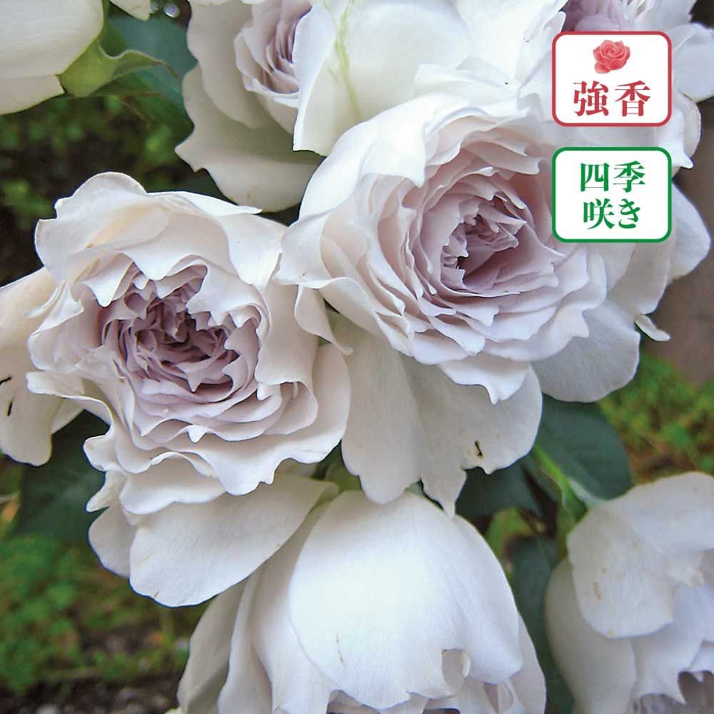 【店頭受取　予約商品】バラ苗 ガブリエル, 淡いパープル, 6号鉢