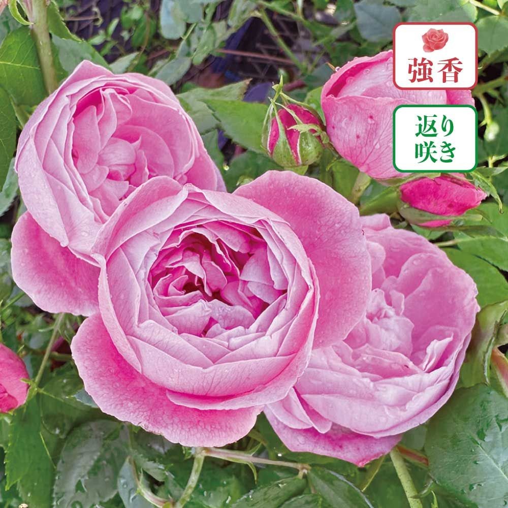 【店頭受取　予約商品】ラレーヌビクトリア, ピンク, 6cm