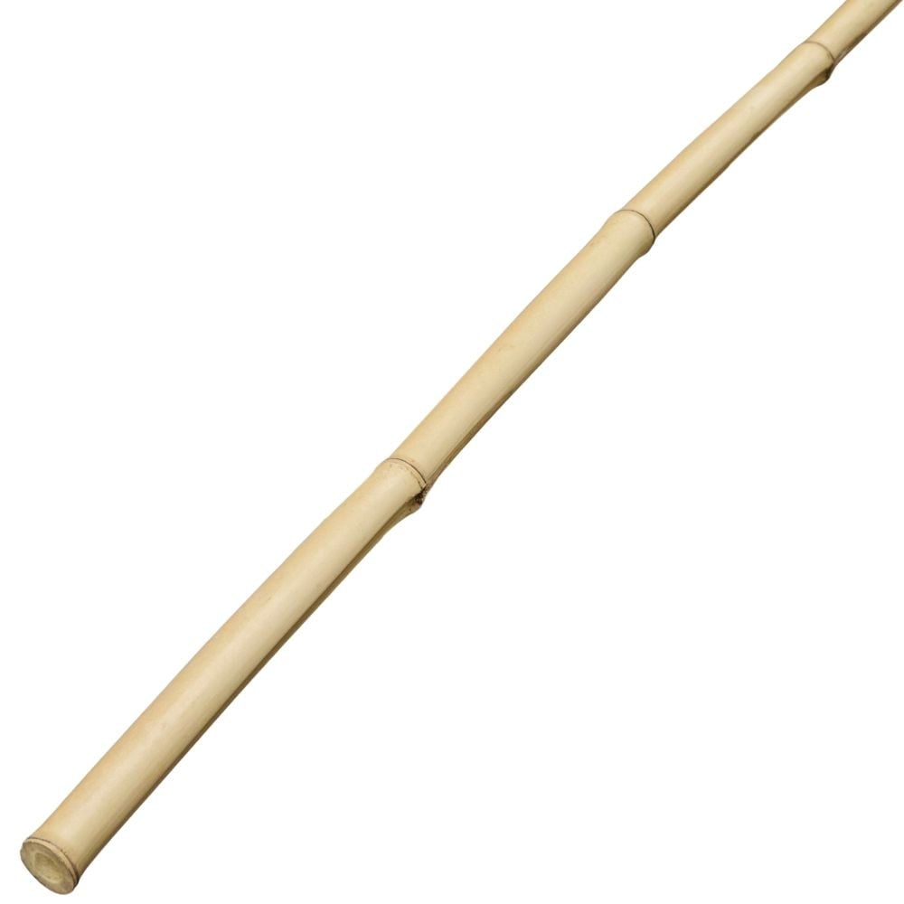 白竹（８分）約２．０ｍ, 8分, 2.0m