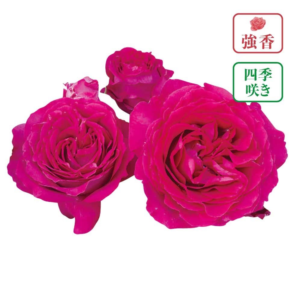 【店頭受取　予約商品】アークランズオリジナル品種 アロマアーク, 赤紫色, 8〜10cm