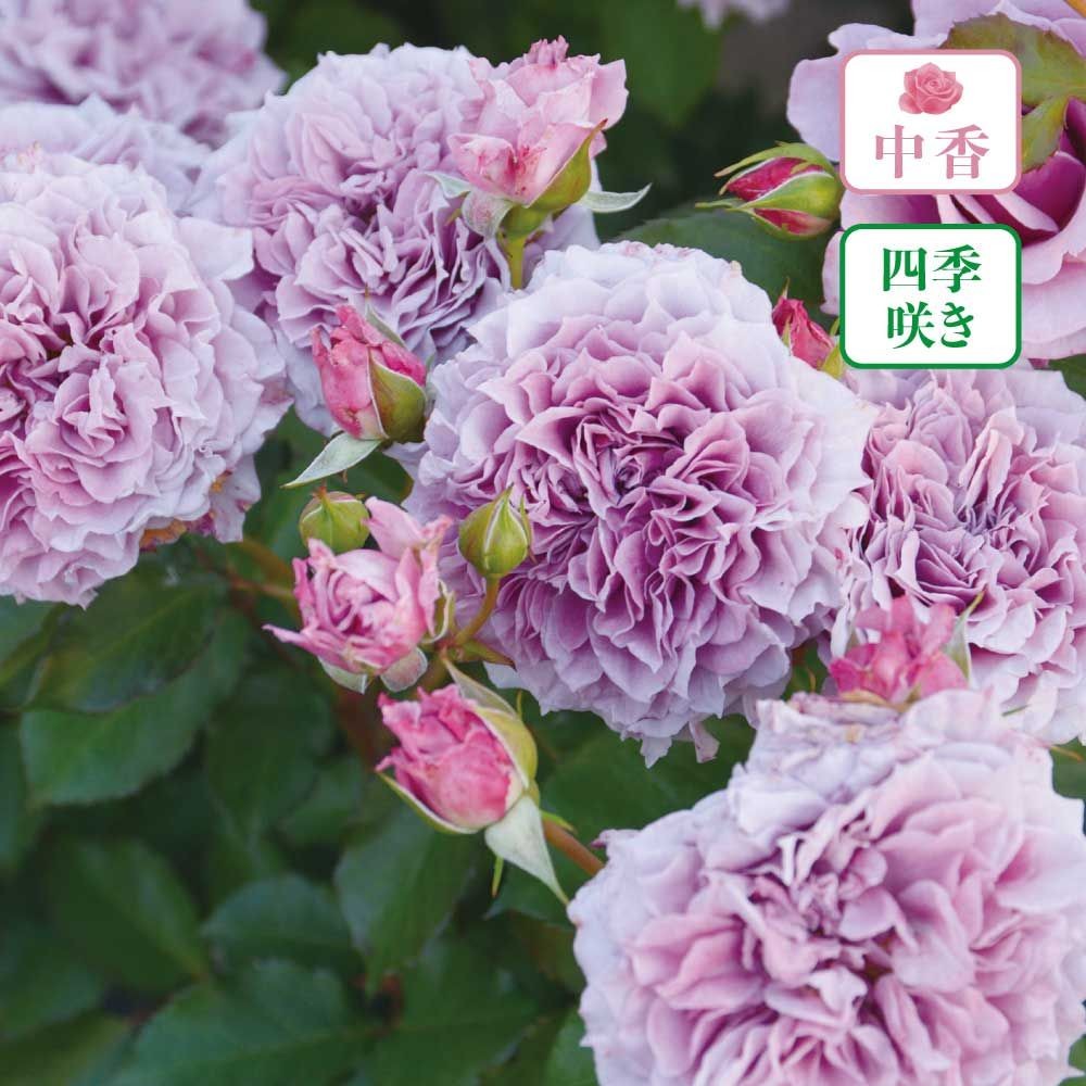 【店頭受取　予約商品】コリン・クレイブン, 藤色, 7〜8cm