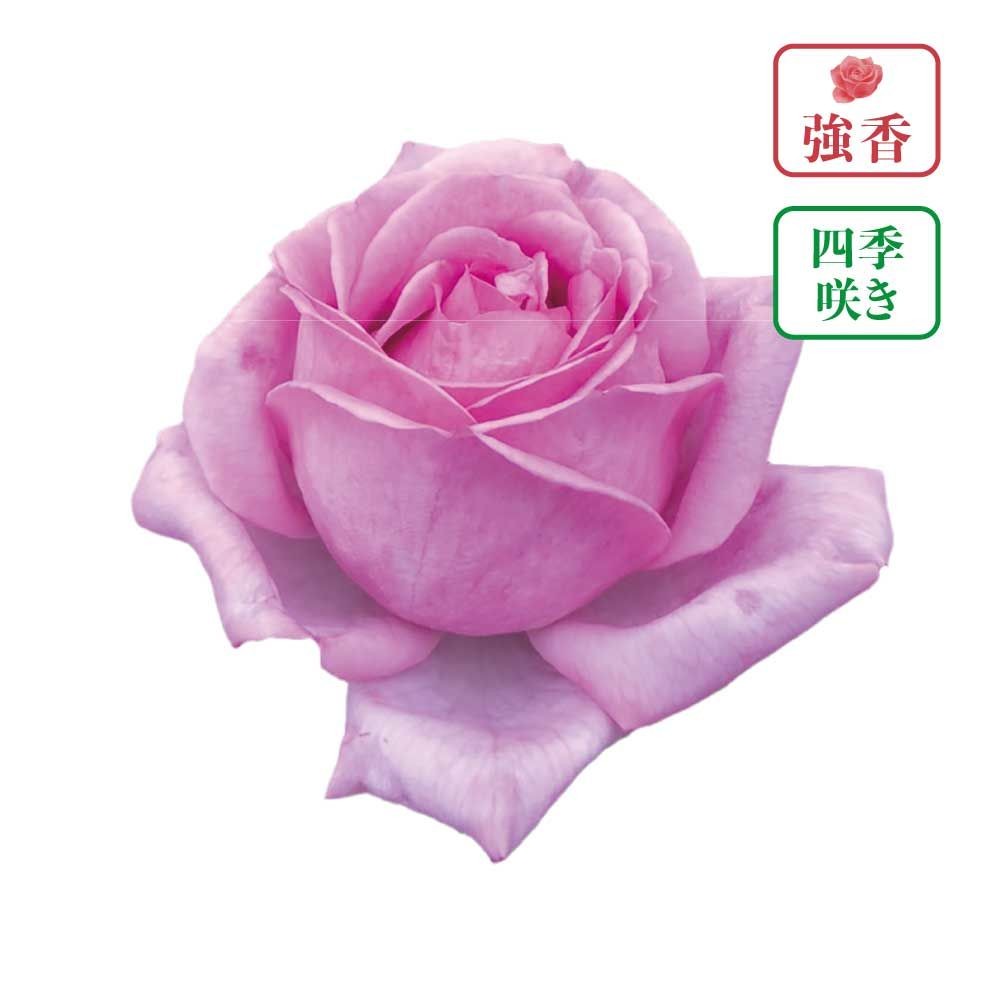 【店頭受取　予約商品】バラ苗 アーク ラ ペーシュ アークランズオリジナル品種