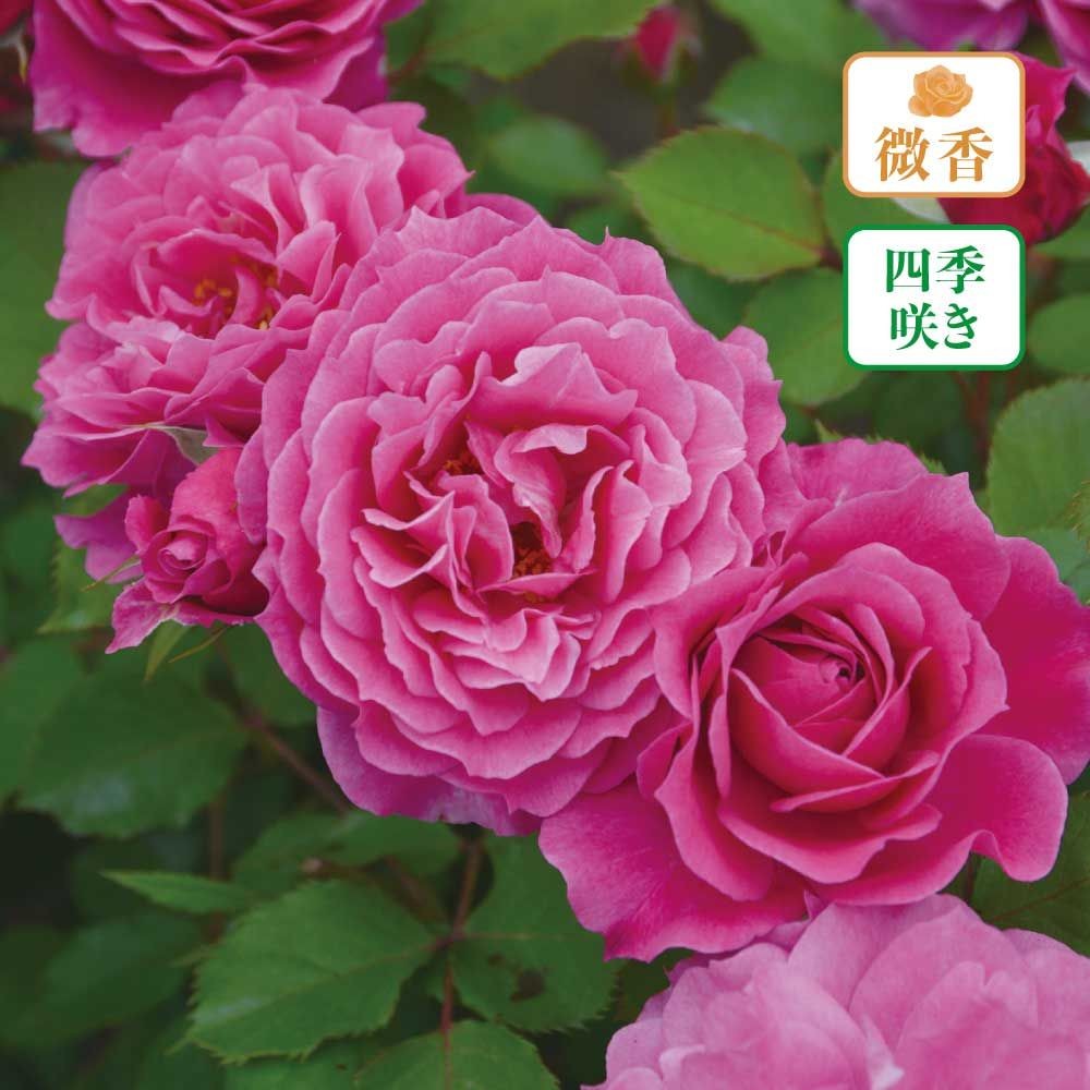 【店頭受取　予約商品】バラ苗 パルミラ