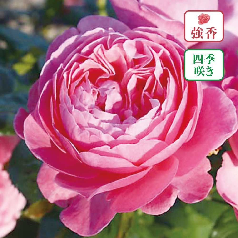 【店頭受取　予約商品】バラ苗 ケルナフローナ, コーラルピンク, 6号鉢