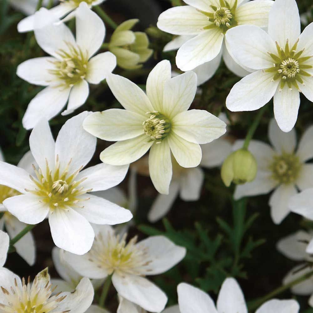 【店頭受取　予約商品】クレマチス苗 カートマニー・ジョー, 白, 4号鉢