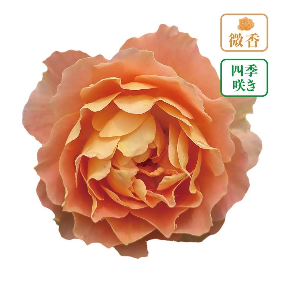 【店頭受取　予約商品】アプリコットシフォン, アプリコット, 5〜7cm