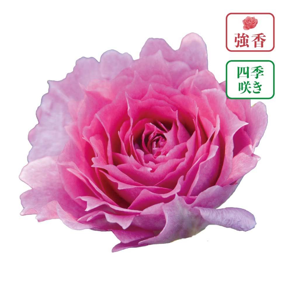 【店頭受取　予約商品】バラ苗 シェーラザード, 紫〜紫ピンク, 6号鉢