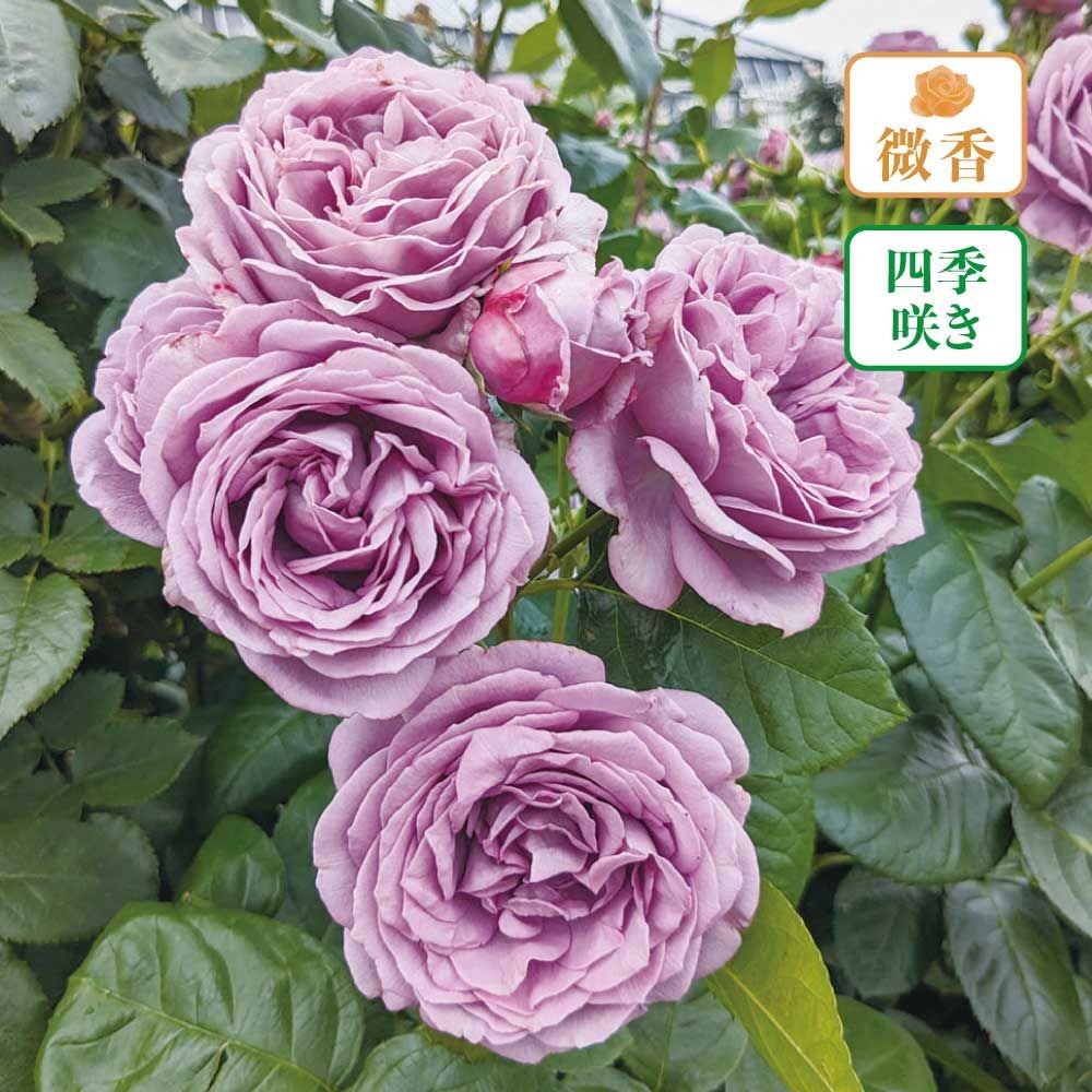 【店頭受取　予約商品】カインダブルー, モーブ, 10cm