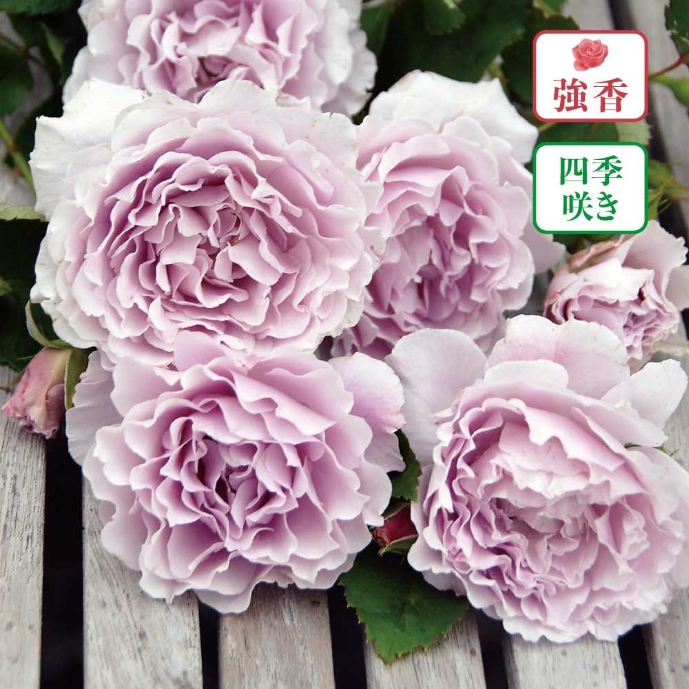 【店頭受取　予約商品】バラ苗 リベルラ