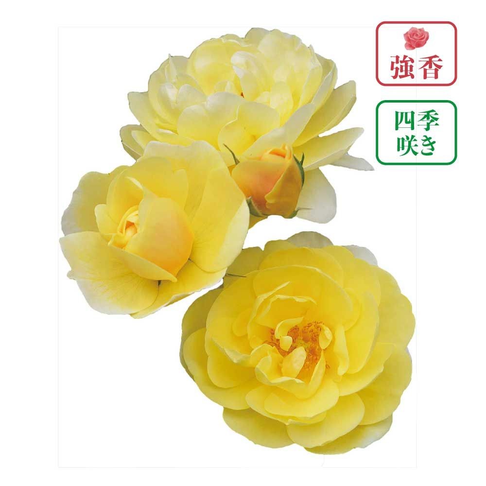 【店頭受取　予約商品】バラ苗 スマイルハニーローズ/くまのプーさん, 濃い黄色, 6号鉢