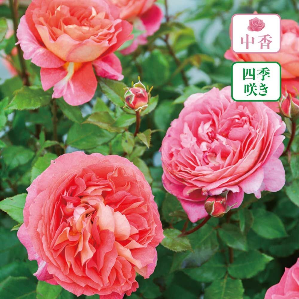 【店頭受取　予約商品】アルゴノーツ, 濃いオレンジ＋淡い黄色, 6〜8cm