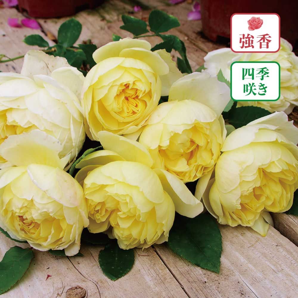 【店頭受取　予約商品】レモン, 黄, 10cm