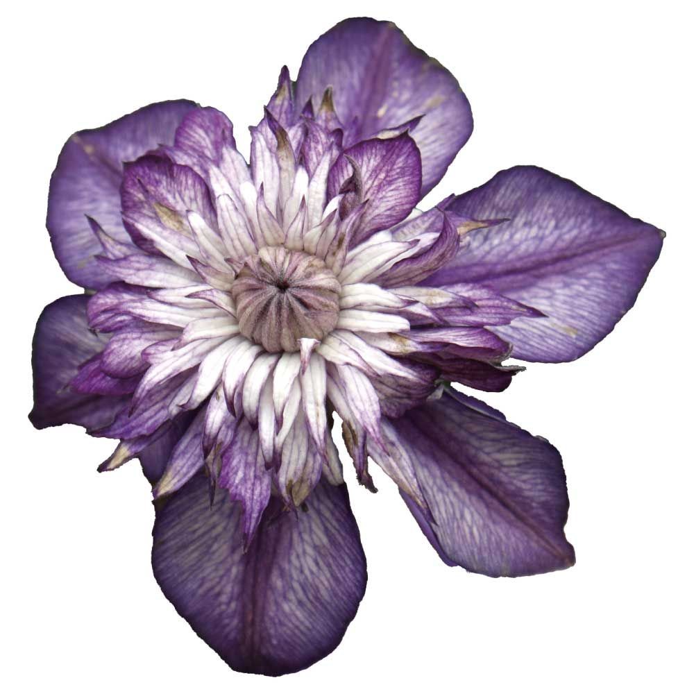 【店頭受取　予約商品】クレマチス苗 カシス, 紫, 4号鉢