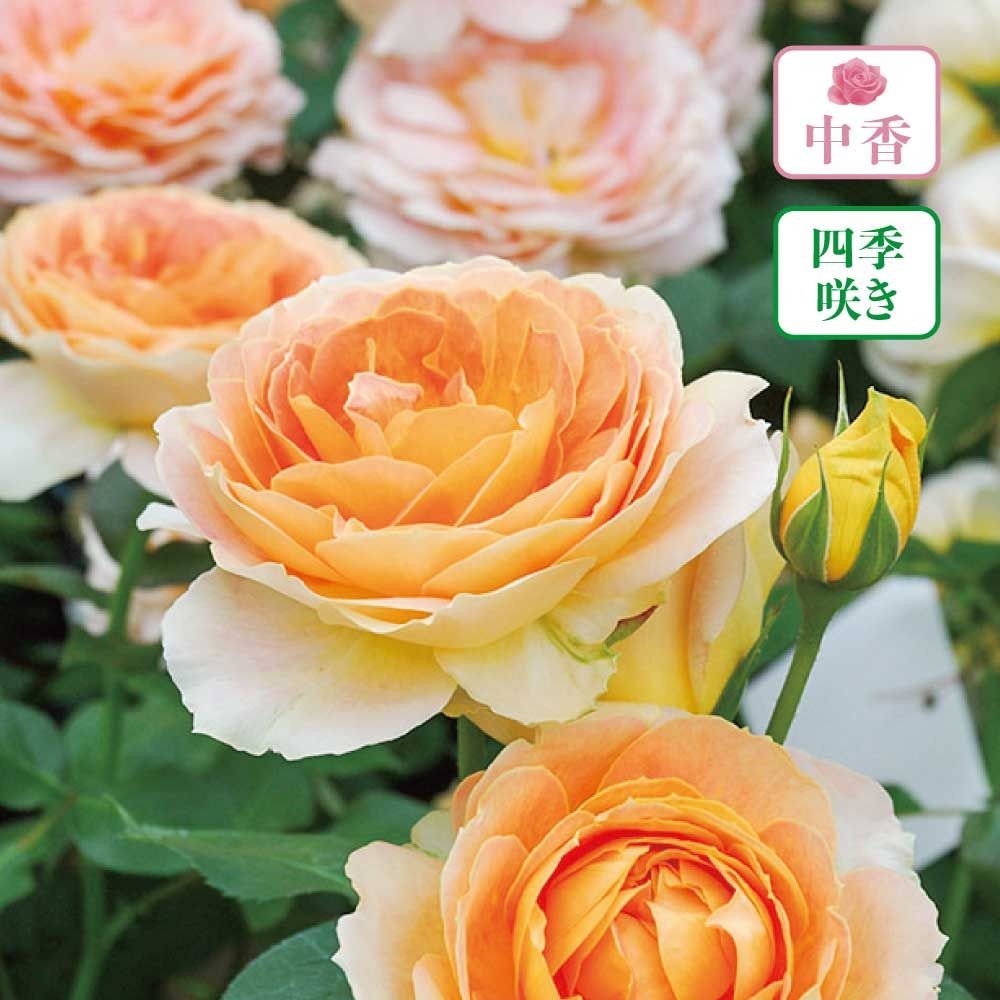 【店頭受取　予約商品】キャラメルアンティーク, ハニーイエロー〜アプリコット, 12〜13cm