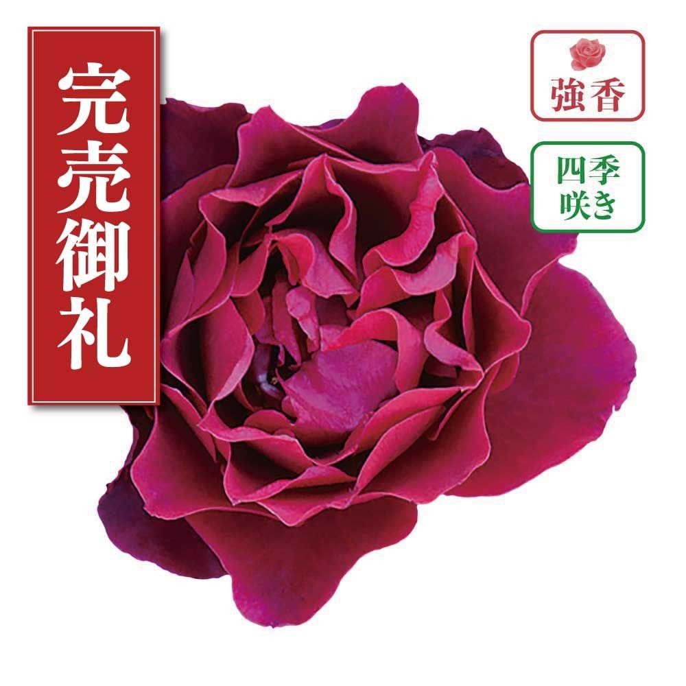 【店頭受取　予約商品】バラ苗 オデュッセイア