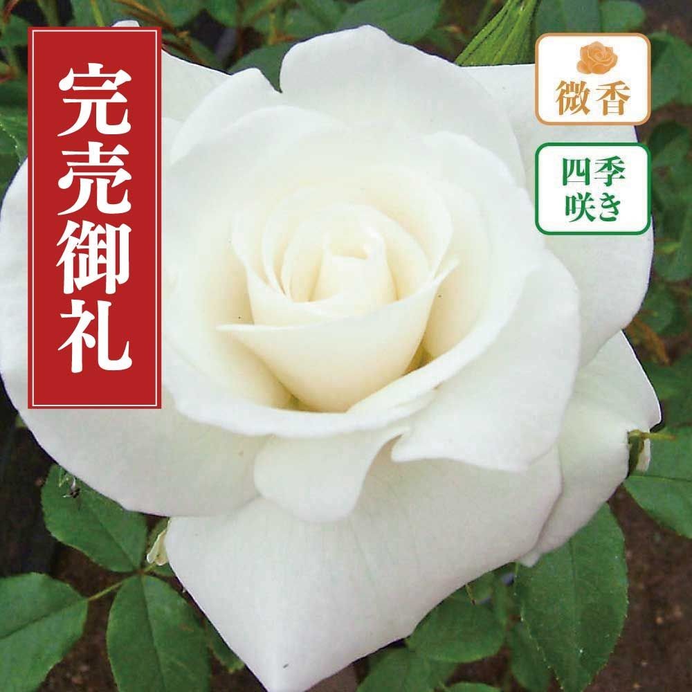 【店頭受取　予約商品】バラ苗 アイスバーグ