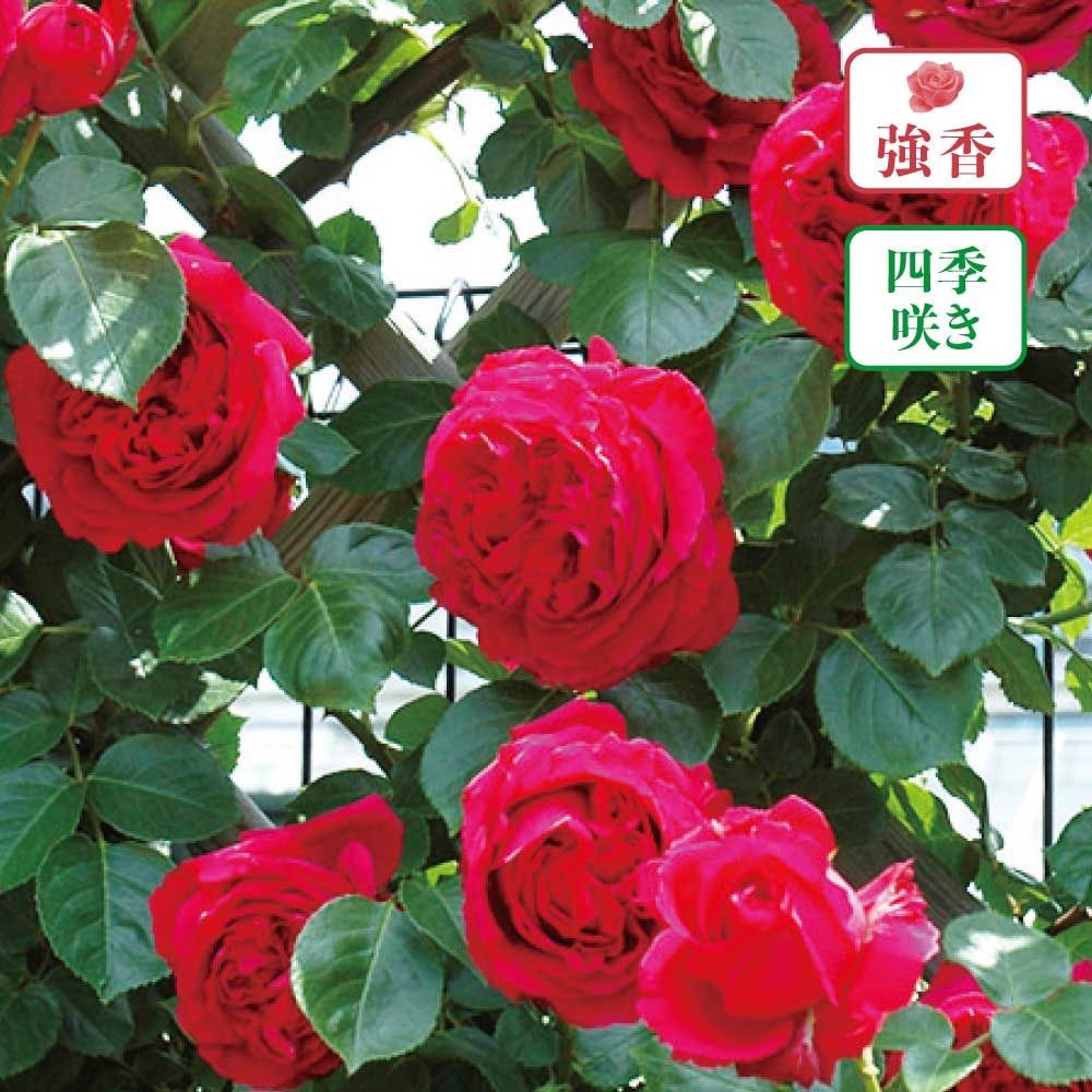 【店頭受取　予約商品】バラ苗 ルージュ ピエール ドゥ ロンサール, クリムゾンレッド, 6号鉢