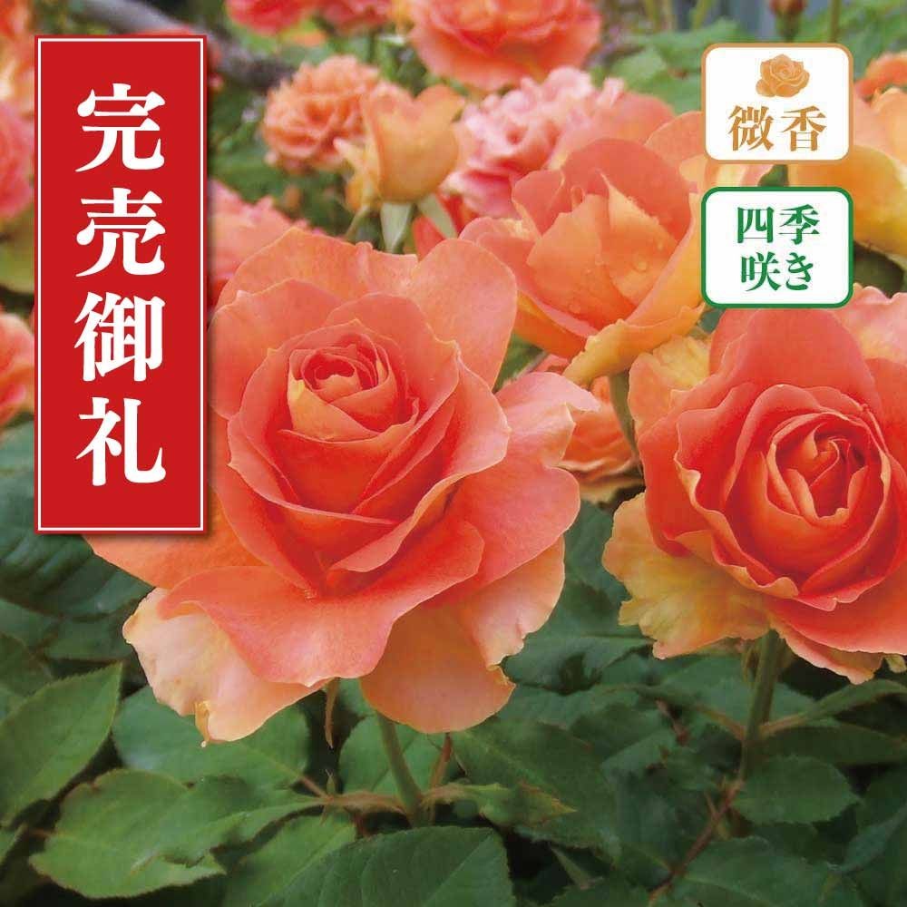 【店頭受取　予約商品】バラ苗 ブラスバンド