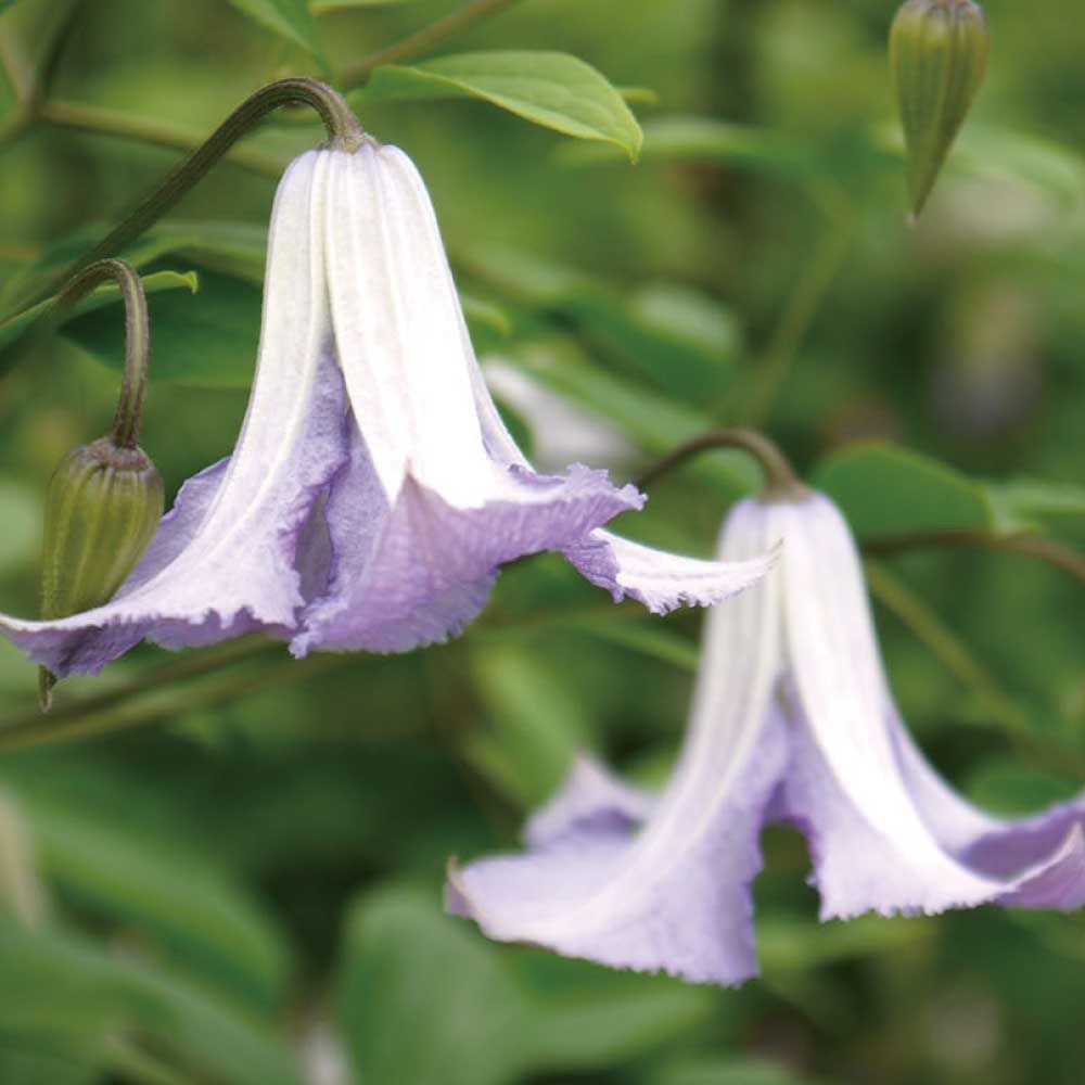 【店頭受取　予約商品】V・ベティ・コーニング, 藤色, 4〜6cm