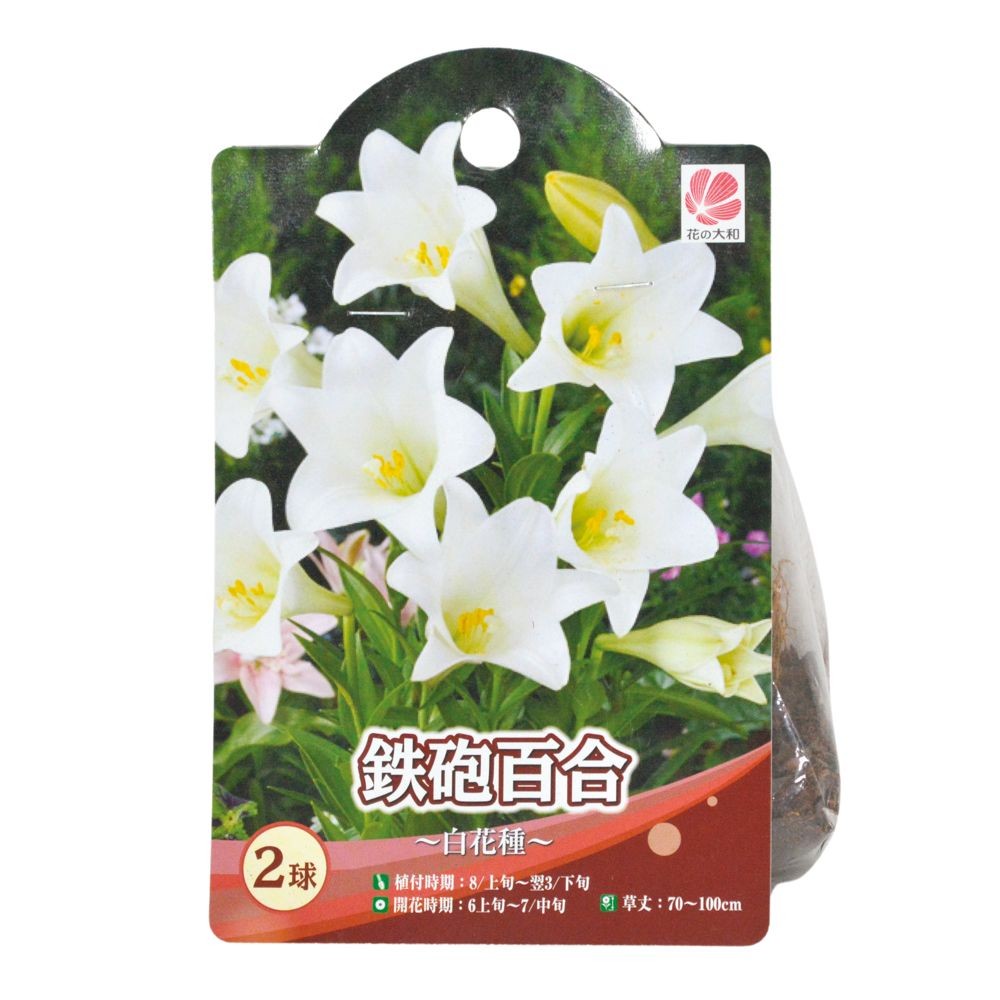 鉄砲百合　白花種　2球, 白, 2球