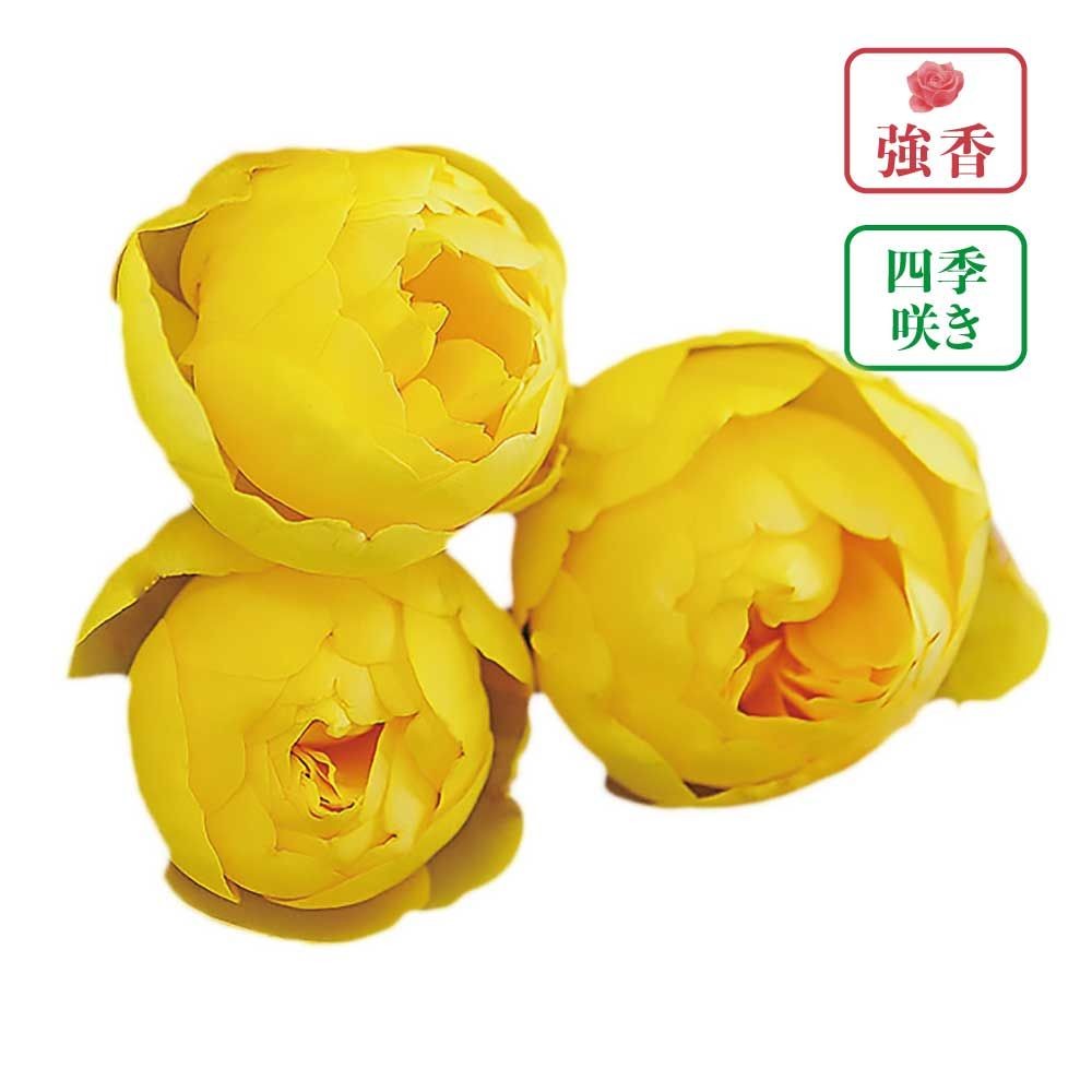 【店頭受取　予約商品】バラ苗 ルミエール