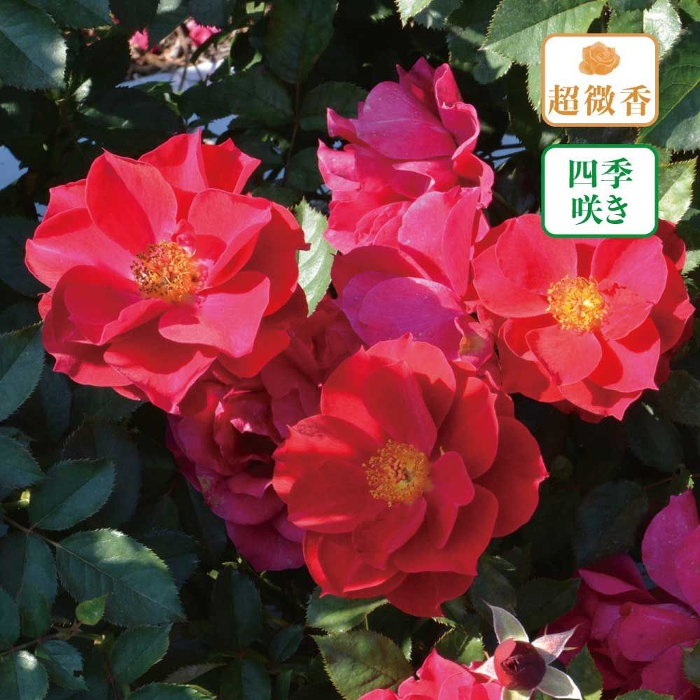 【店頭受取　予約商品】バラ苗 風姿花伝　紅