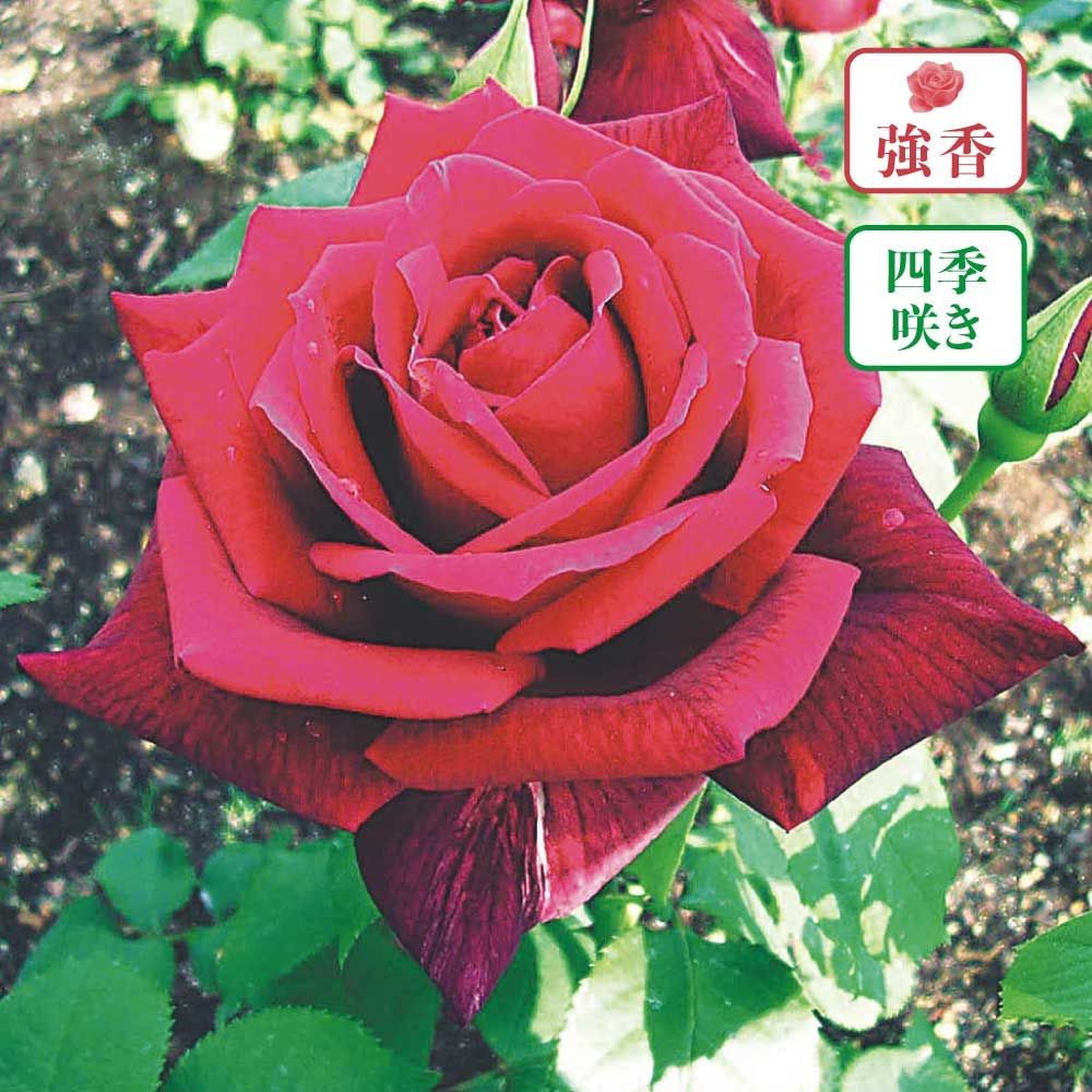 【店頭受取　予約商品】パパ メイアン, ビロードがかる黒赤, 13〜15cm