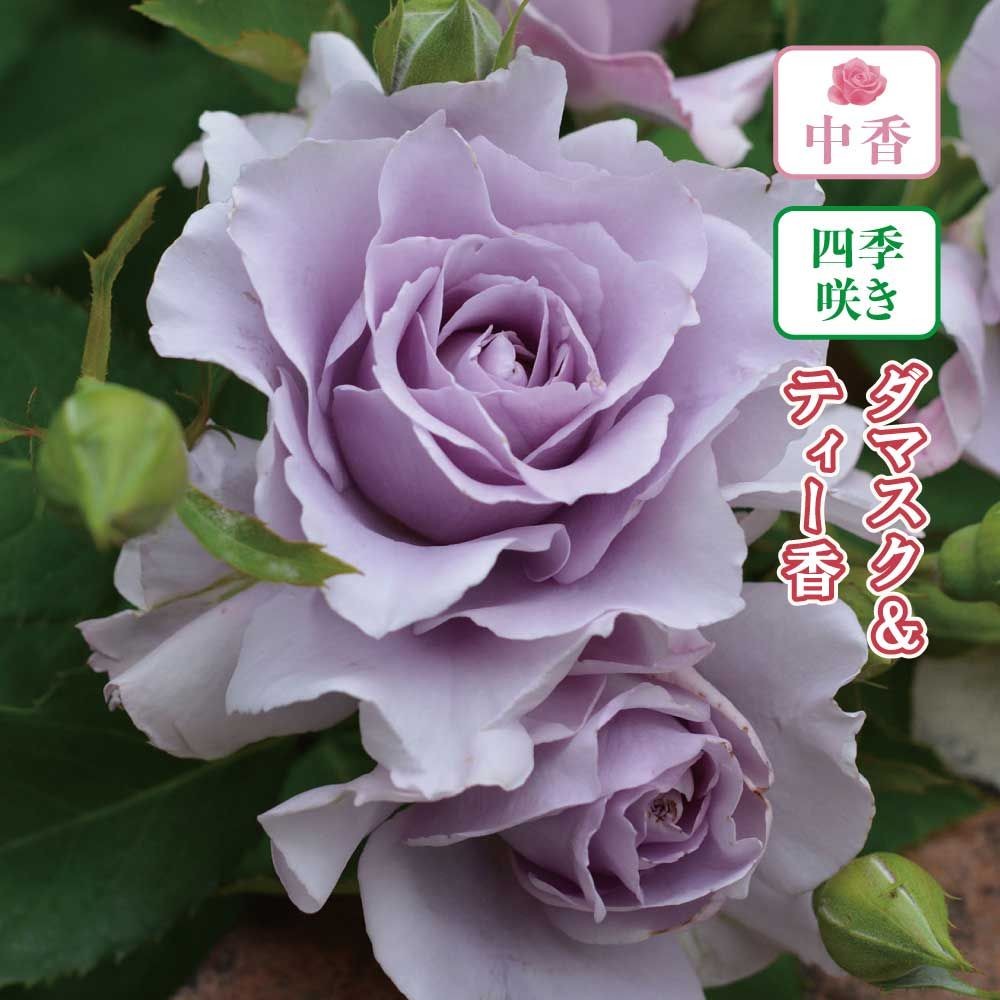 【店頭受取　予約商品】バラ苗 爽