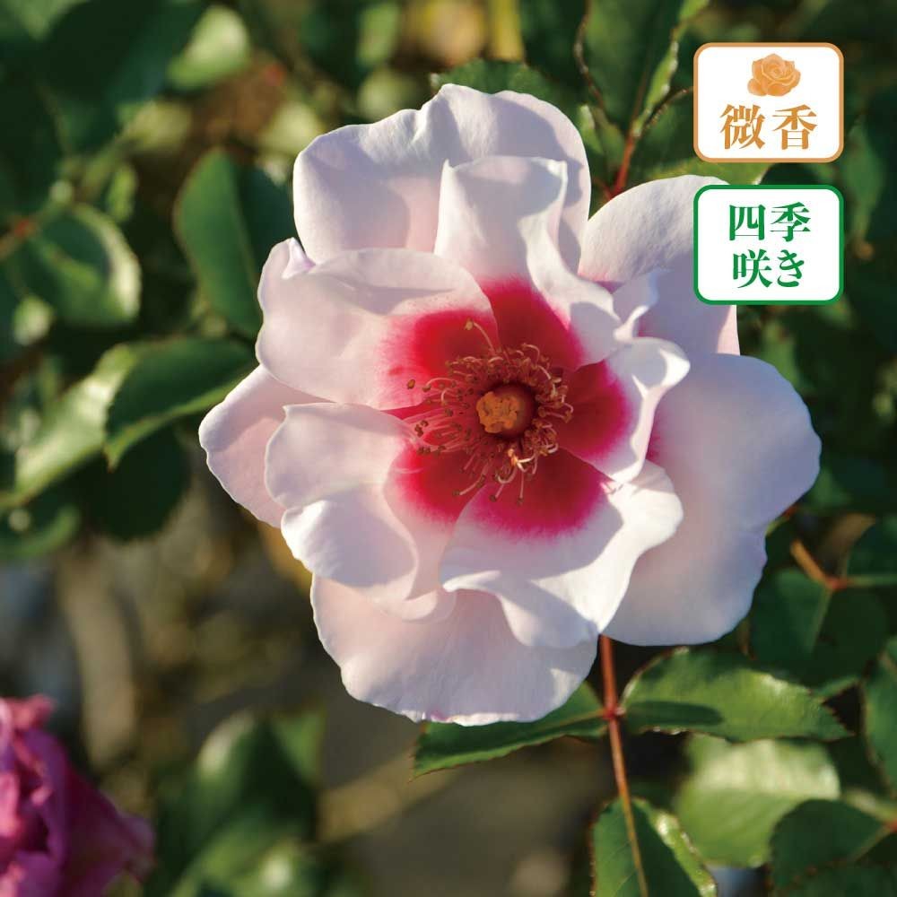 【店頭受取　予約商品】バラ苗 こころね, 淡いピンク＋赤, 6号鉢