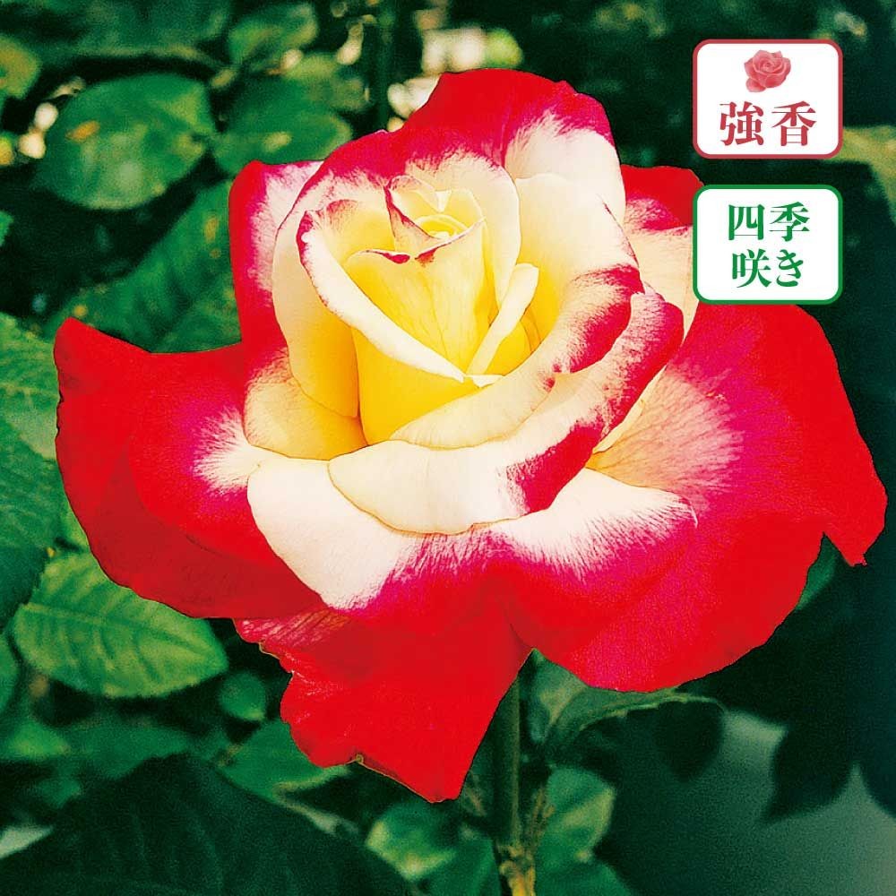 【店頭受取　予約商品】ダブルデライト, クリームに赤の覆輪, 12〜14cm