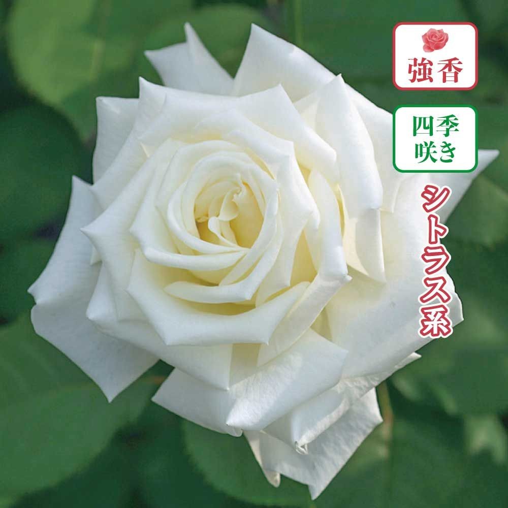 【店頭受取　予約商品】ヨハネ パウロ II世, 純白, 11〜13cm