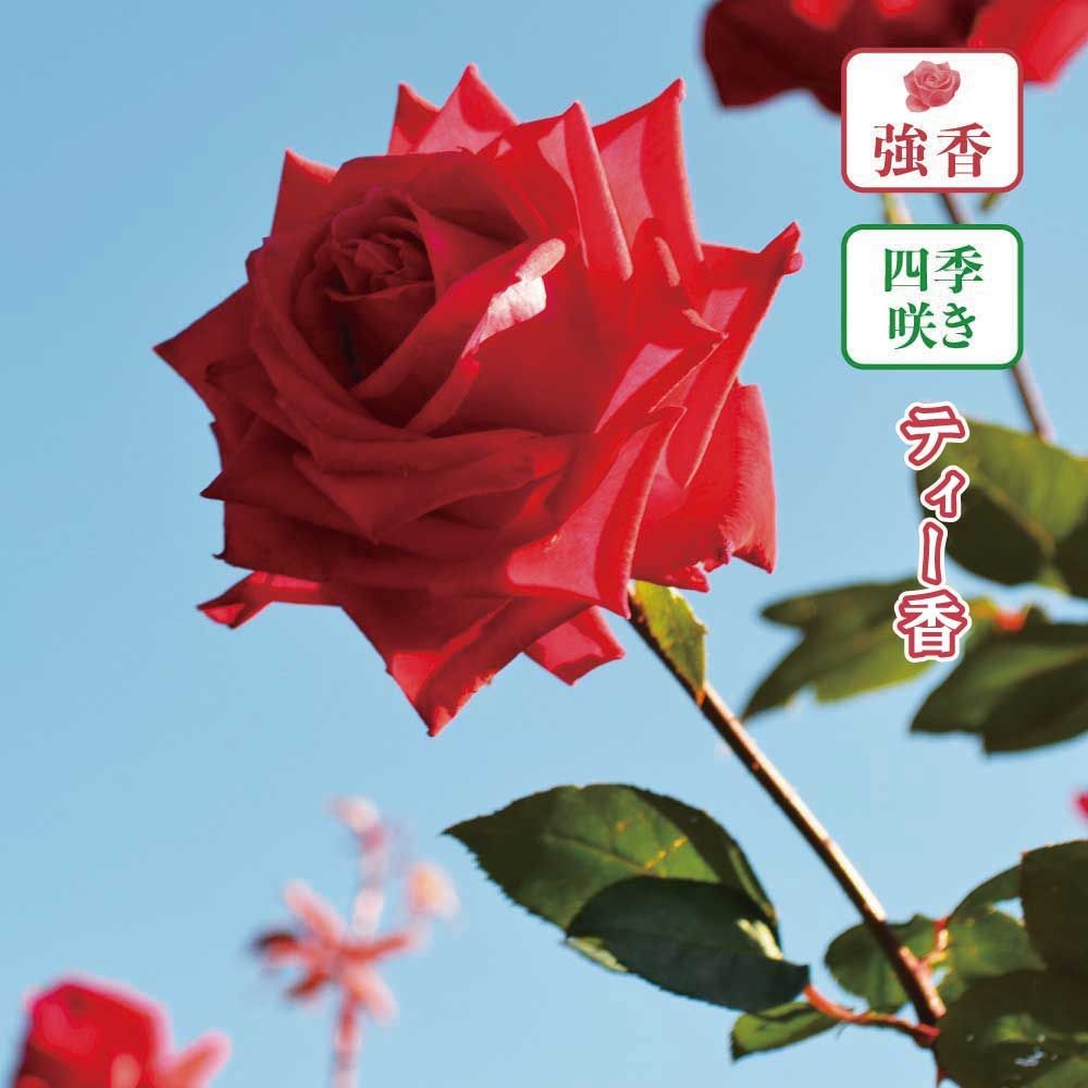 【店頭受取　予約商品】クリスチャン ディオール, 明るい赤, 10〜15cm