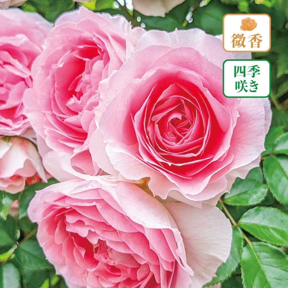 【店頭受取　予約商品】アミロマンティカ, 白地にピンクの色のり、外弁白, 7〜8cm