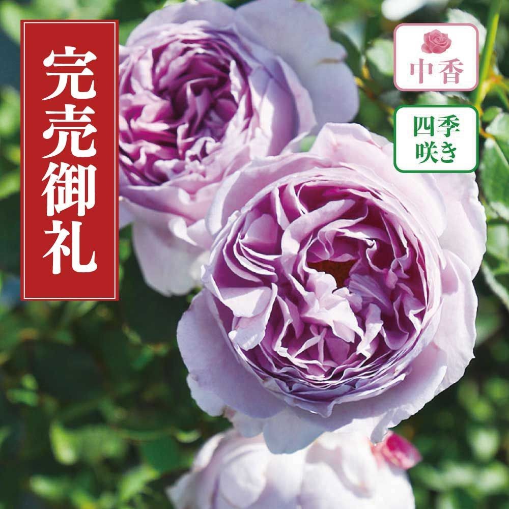 店頭受取 予約商品】バラ苗 リラ | ホームセンタービバホーム公式通販