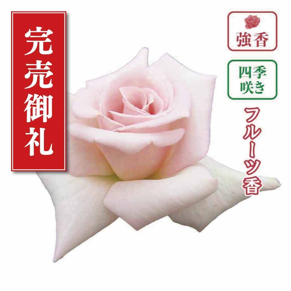 【店頭受取　予約商品】バラ苗 フレグラント ヒル, スィートピンク, 6号鉢