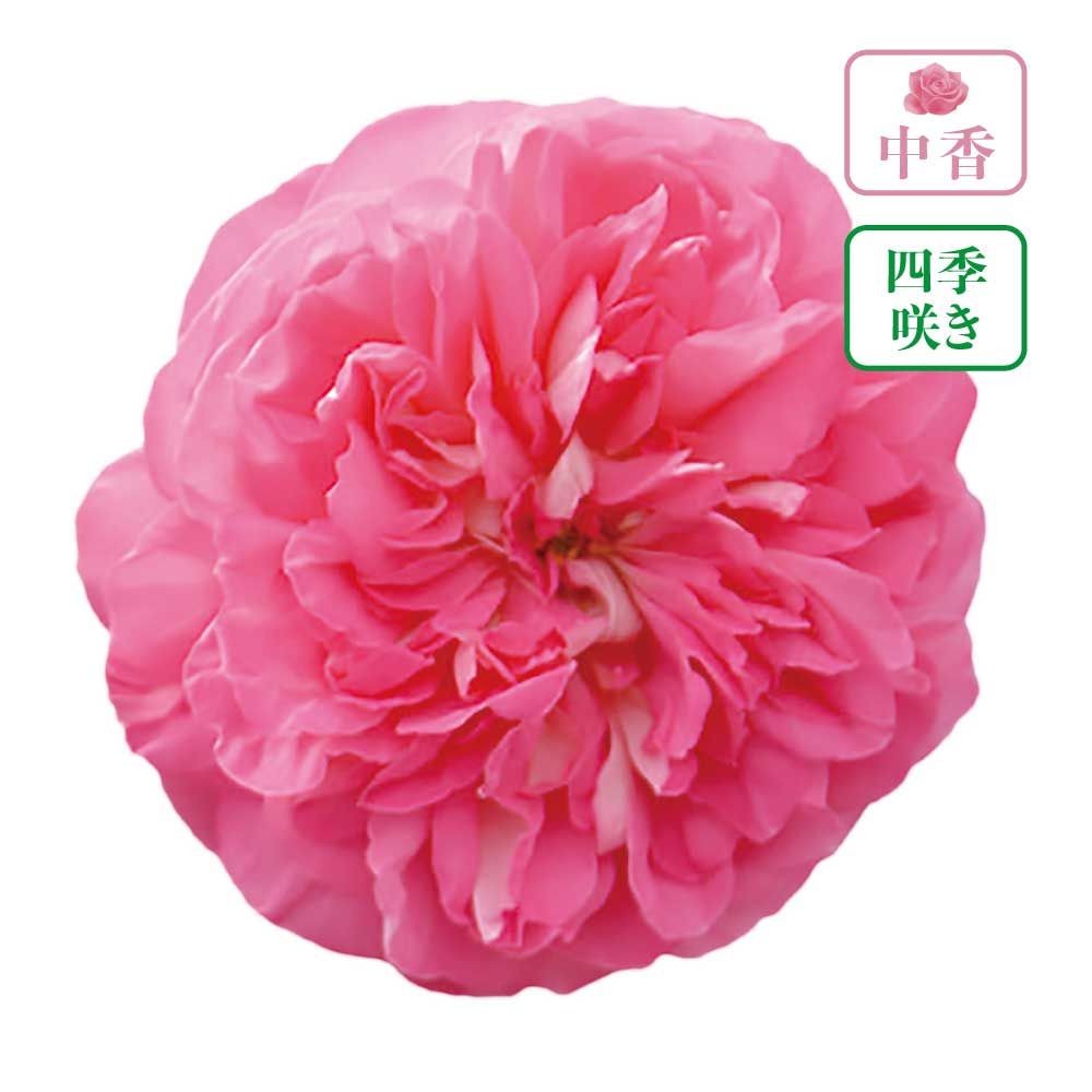 【店頭受取　予約商品】ライオンハート, コーラルピンク, 7cm