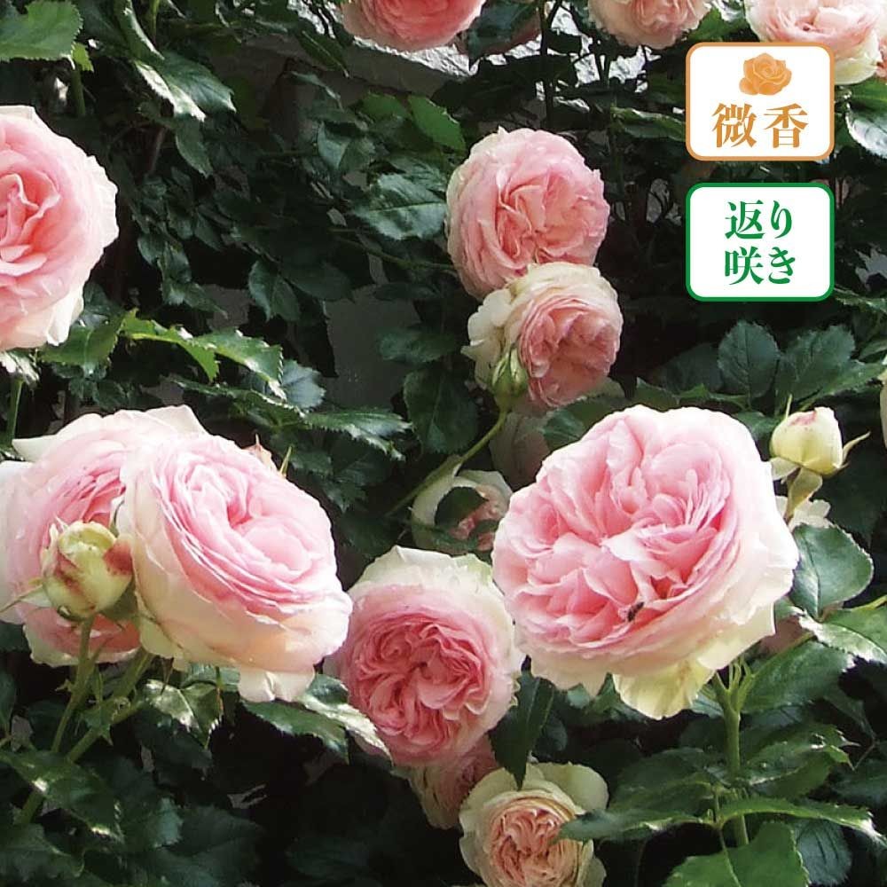 【店頭受取　予約商品】ピエール・ドゥ・ロンサール, 緑を帯びた白で中心が淡いピンク, 9〜12cm