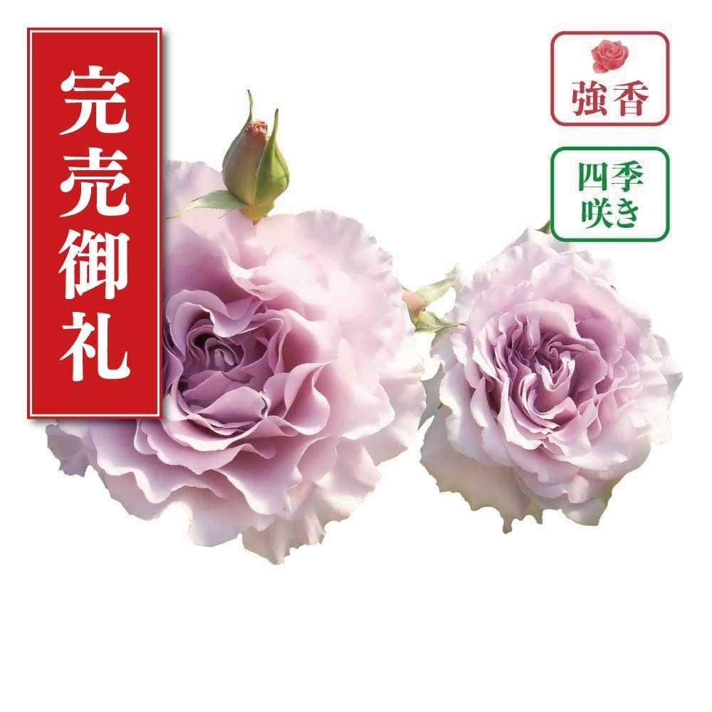 【店頭受取　予約商品】バラ苗 ニュー ウェーブ