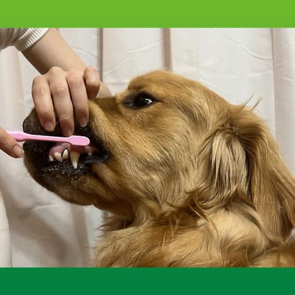 ライオン　ペットキッス　デンタルブラシ 大き目ヘッド, ピンク, 大きめヘッド