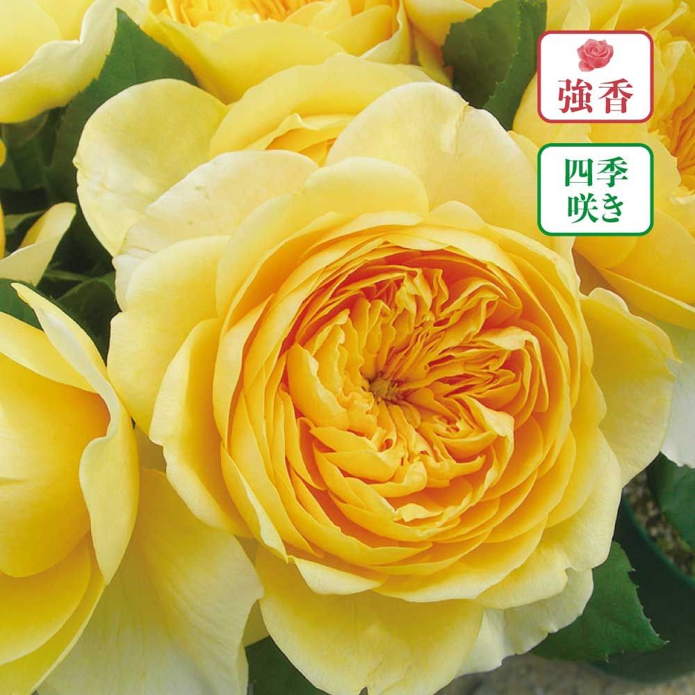 【店頭受取　予約商品】ジャンヌダルク, 黄, 8〜10cm