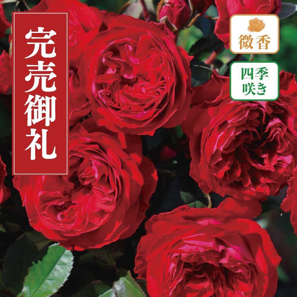 【店頭受取　予約商品】バラ苗 マイローズ