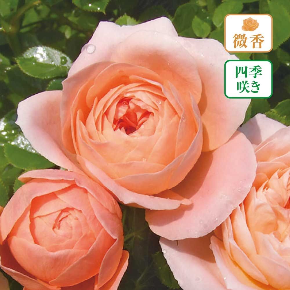 【店頭受取　予約商品】サンセット メモリー, アプリコットオレンジ, 4〜5cm