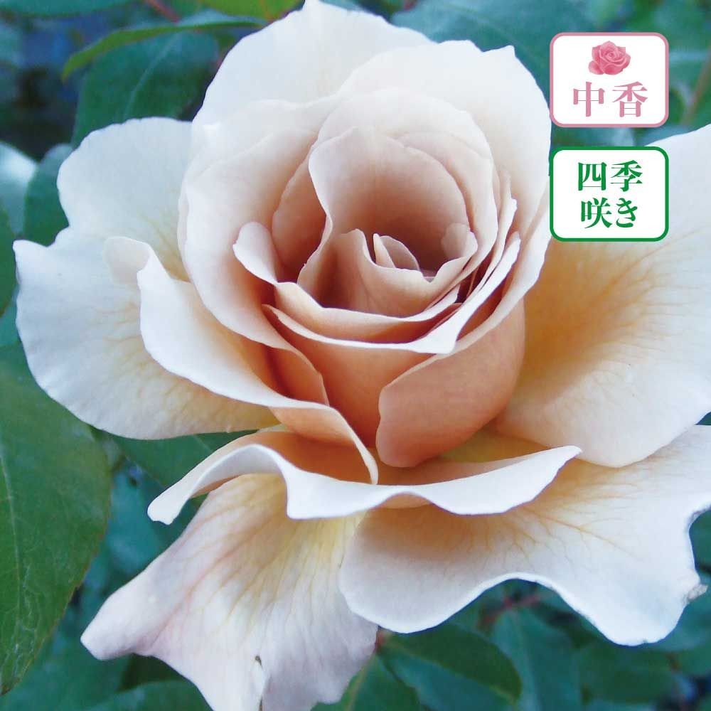 【店頭受取　予約商品】バラ苗 ジュリア