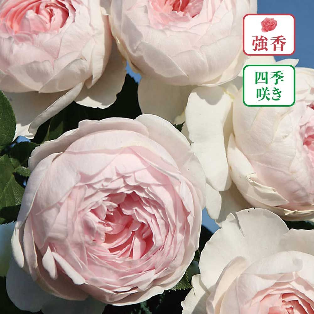 【店頭受取　予約商品】クリスティアーナ, ピュアホワイト中心ライラックピンク, 8cm