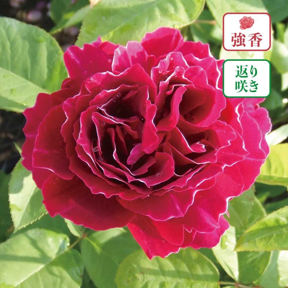 【店頭受取　予約商品】バロンジロードラン, 濃赤紫色, 8〜10cm