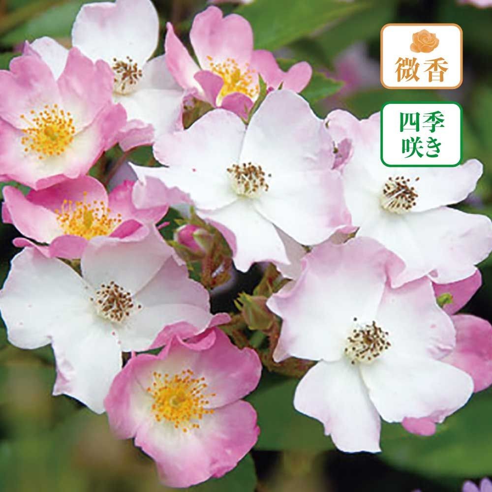 【店頭受取　予約商品】バレリーナ, 淡桃色中心が白, 3〜4cm