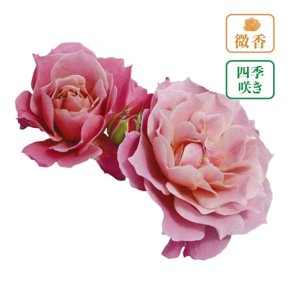 【店頭受取　予約商品】バラ苗 葵の上, 濃い茶色, 6号鉢