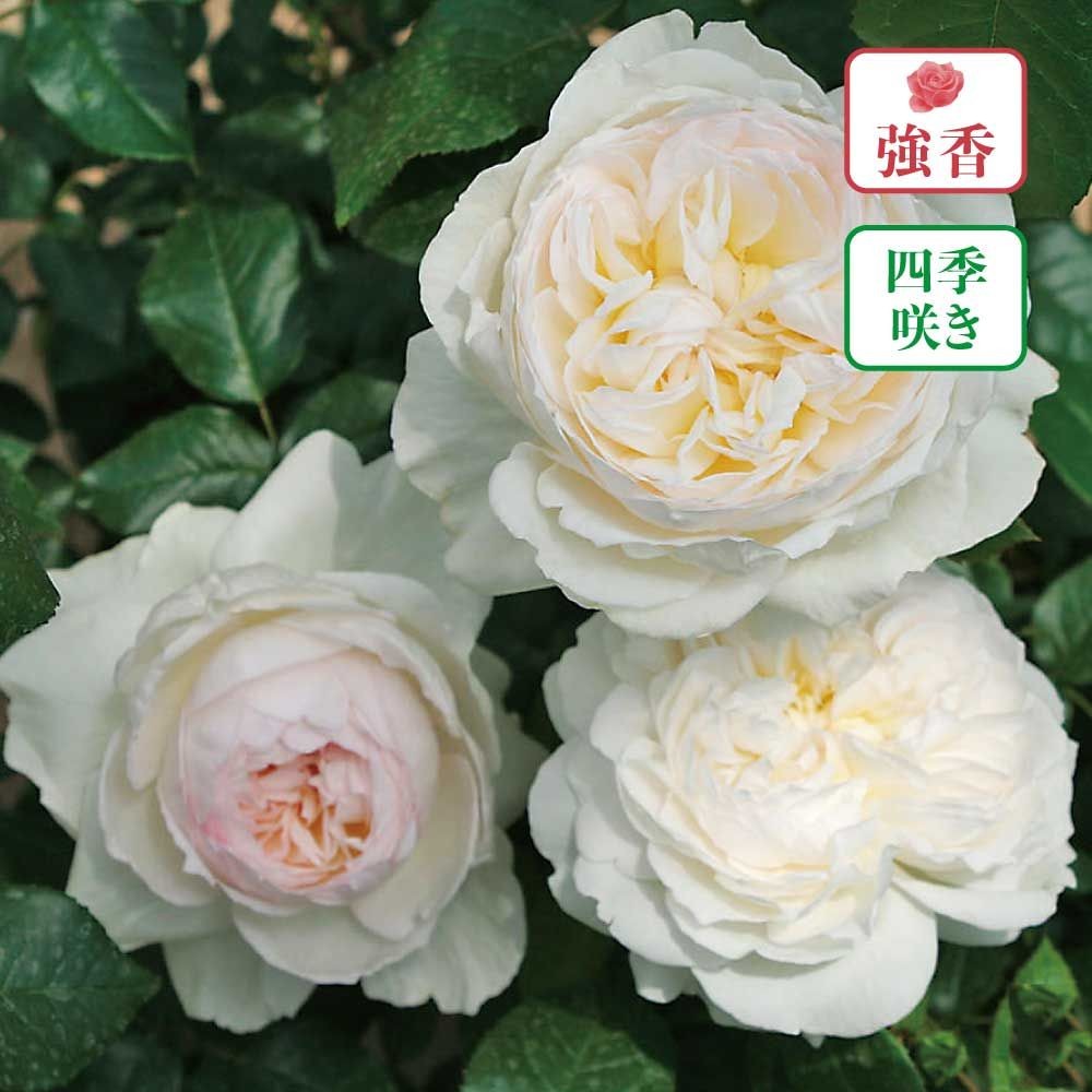 【店頭受取　予約商品】ボレロ, 純白〜中心ごく淡いピンク, 10cm