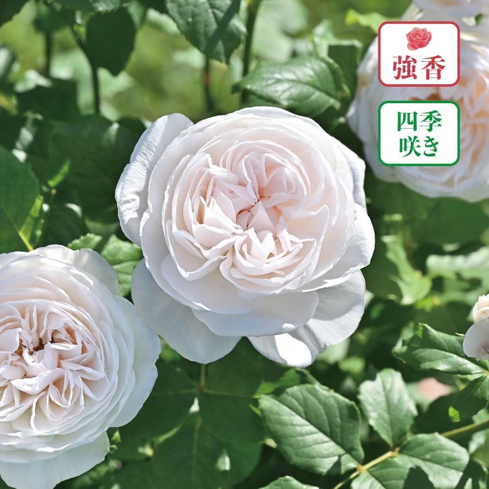 【店頭受取　予約商品】バラ苗 マハネ, 白, 6号鉢