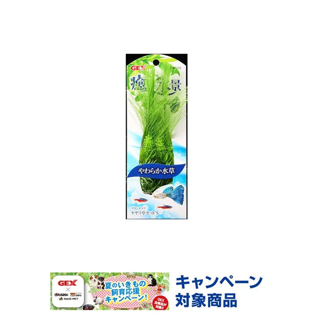 プランテリアケヤリ草セットＳ, -, -